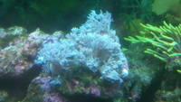 Red Sea Pulsing Xenia coral not a frag £25 in Castleford.