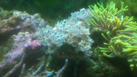 Red Sea Pulsing Xenia coral not a frag £25 in Castleford.