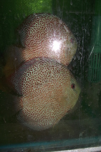 Discus For The Discerning.com now re open after another sucessful trip to Malaysia