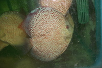 Discus For The Discerning.com now re open after another sucessful trip to Malaysia