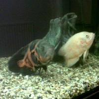 fish for sale