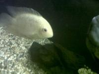 fish for sale