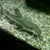 fish for sale