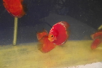 Discus For The Discerning.com now re open after another sucessful trip to Malaysia