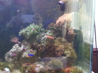 4ft Marine setup with sump
