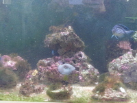 4ft Marine setup with sump
