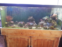 4ft Marine setup with sump