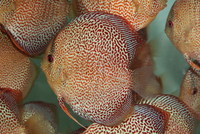 LEICESTER DISCUS Importer & Breeder of Show Quality Discus. Specialist in Spotted types