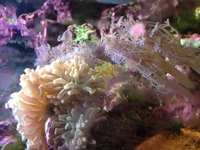 River Reef 94L Complete MARINE Set Up RARE Fish