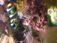 River Reef 94L Complete MARINE Set Up RARE Fish