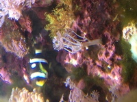 River Reef 94L Complete MARINE Set Up RARE Fish