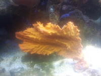corals for sale