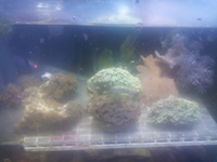 corals for sale