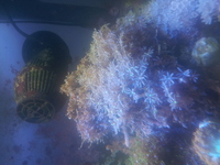 corals for sale