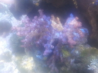corals for sale