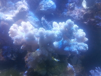 corals for sale