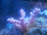 corals for sale