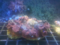 corals for sale