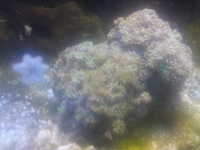 corals for sale