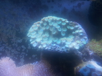 corals for sale