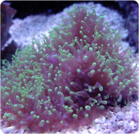 corals for sale