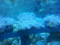 corals for sale