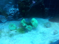 corals for sale