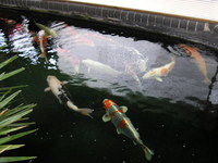 LARGE KOI CARP WANTED