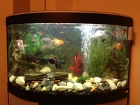 Coldwater and tropical fish - all converted to coldwater