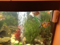 Coldwater and tropical fish - all converted to coldwater