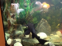 Coldwater and tropical fish - all converted to coldwater