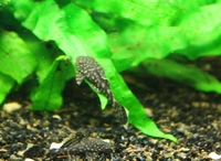 Young Bristlenose Catfish for sale - £3 each