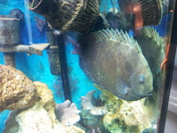orange spotted rabbitfish