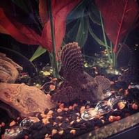 2x 4" Plecs "Bert & Ernie"