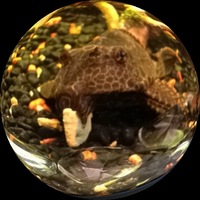 2x 4" Plecs "Bert & Ernie"