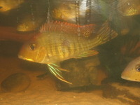 RESERVED-PENDING COLLECTION-0.5inch(2 cm) GEOPHAGUS SP.RED HEAD TAPAJOS x 20---£4 each or 2 for £7 or 5 for £17in Leeds