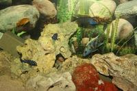 SOLD SOLD Malawi Fish Tank Setup for SALE PRESTON £180 REDUCED