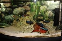 SOLD SOLD Malawi Fish Tank Setup for SALE PRESTON £180 REDUCED