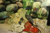 SOLD SOLD Malawi Fish Tank Setup for SALE PRESTON £180 REDUCED