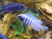 MALAWI JUVENILES AND FRY FOR SALE