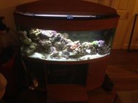 4ft ideal marine starter fish tank