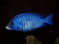 Mdoka White Lips for sale