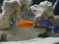 Mdoka White Lips for sale