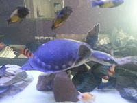 Fly river turtle