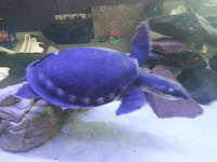 Fly river turtle