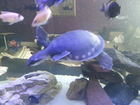 Fly river turtle