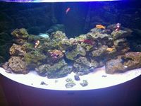 juwel 350 trigon £500