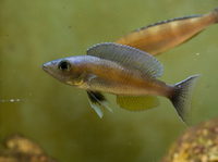 Juvenile Lake Tanganyika cichlids available.......