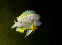 Juvenile Lake Tanganyika cichlids available.......