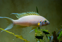 Juvenile Lake Tanganyika cichlids available.......